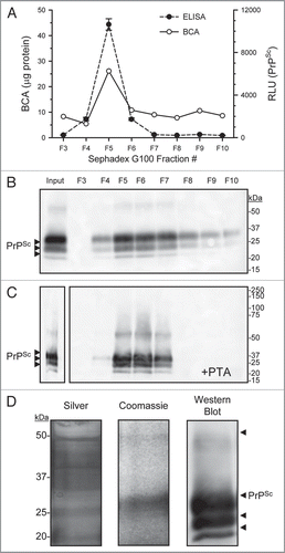 Figure 4 Concentration and purification of prion by PTA and size exclusion chromatography. Enriched PrPSc DRM fractions were treated with proteinase-K then proteins PTA precipitated, the solubalized (PrPSc DRM-PK-PTA) material was then fractionated by size exclusion chromatography (Sephadex G100). Protein concentration of fractions was determined by BCA assay (A; solid line) and PrPSc detection by ELISA (A; dashed line). A small protein peak was observe in fraction #5 that corresponded to the void fraction of the column (proteins >100 kDa) which also contained the majority of detectable PrPSc. Western blot detection of G100 fractionated PrPSc DRM-PK-PTA-G100 showed a major band in the void fraction #5 (B). A second PTA protein precipitation following G100 fractionation recovered detectable PrPSc in the void fractions (C). Evaluation of the purified PrPSc DRMPK-PTA-G100-PTA material by silver and Coomassie stain (D; left and middle part respectively) showed detectable PrPSc protein at the expected molecular weight that corresponded to PrPSc detection by Western blot (D; right part).