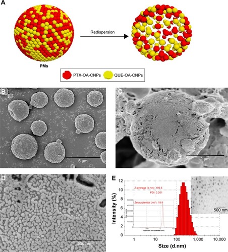 Figure 3 (A) Schematic illustration of PMs and the redispersed PMs. SEM image of PMs with scale bar of (B) 5 μm, (C) 2 μm, and (D) 500 nm. (E) TEM analysis of particle size distribution and zeta potential after redispersibility of PMs.Abbreviations: PMs, polymeric microspheres; PDI, polydispersity index; SEM, scanning electron microscopy; TEM, transmission electron microscopy; PTX-OA-CNPs, nanoparticles loaded with paclitaxel; QUE-OA-CNPs, nanoparticles loaded with quercetin.