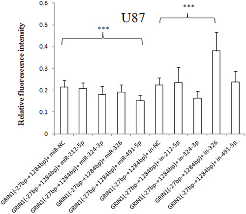 Figure 7 Effect of has-miR-212-5p, has-miR-324-3p, has-miR-326, and has-miR-491-5p on GRIN1 gene expression in U87 cells. The relative fluorescence intensity of the pmirGLO-GRIN1 (−27 bp – +1284 bp) + has-miR-491-5p mimic was significantly lower than that of the pimiGLO-GRIN1 (−27 bp – +1284 bp) + miRNA NC mimic in U87 cells. Moreover, the has-miR-326 inhibitor significantly increased protein expression of pimiGLO-GRIN1 (−27 bp – +1284 bp). ***p < 0.001.