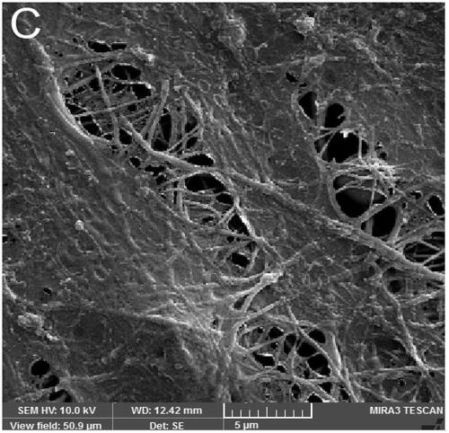 Figure 4(C). FE-SEM images of ADSCs morphology on the PCL-PEG nanofibers (A, B, C).