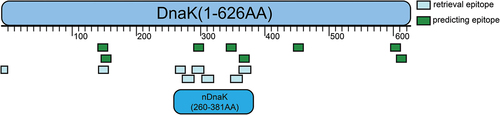 Figure 1. Schematic diagram of T-cell epitope distribution in nDnak and DnaK. The scale unit is amino acid (AA).