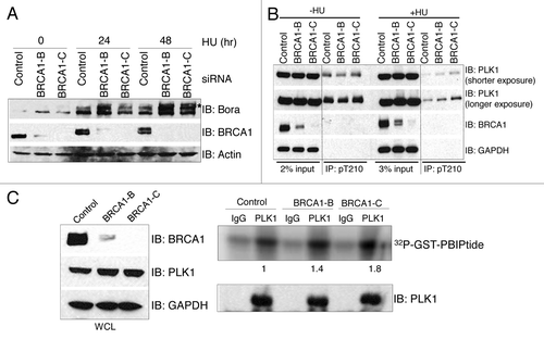 Figure 5. Depletion of BRCA1 impairs the inhibition of PLK1 activity in HU treated cells. (A) Depletion of BRCA1 induces hyper-phosphorylation of hBora. U2-OS cells were first transfected with either control siRNA, or one of two different siRNAs against BRCA1 (BRCA1-B or BRCA1-C). Cells were then either left untreated (0 h) or treated with 4 mM HU for the indicated times. Equal amount of cell lysate was then run on a SDS-PAGE and immunoblotted with the antibody indicated on the right. (B) U2-OS cells were first transfected with either control siRNA, or one of two different siRNAs against BRCA1 (BRCA1-B or BRCA1-C). Cells were either left untreated or treated with 4 mM HU for 48 h. Equal amount of cell lysate was used for IP with antibody against pT210-PLK1. IB antibodies are indicated on the right. (C) U2-OS cells were first transfected with either control siRNA, or one of two different siRNAs against BRCA1 (BRCA1-B or BRCA1-C). Cells were then treated with 4 mM HU for 48 h. Equal amount of cell lysate was used for IP with either mouse IgG or an antibody against PLK1 (left panel). The immunoprecipitated PLK1 was then used for kinase assay using GST-PBIPtide as the substrate and in the presence of [γ-32P]-ATP (right panel). Samples were then run on a 4–12% SDS-PAGE. Phosphorylated GST-PBIPtide was visualized by autoradiography. The amount of PLK1 that had been pulled down was determined by immunoblotting with an antibody against PLK1. The intensity of the 32P-GST-PBIPtide was quantified on a Typhoon Phosphoimager and ImageQuant software.