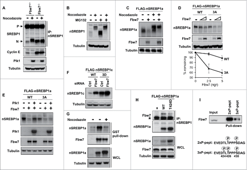 Figure 5. Plk1-mediated phosphorylation of nuclear SREBP1 prevents its degradation by Fbw7. (A) WT (Fbw+/+) or Fbw7 knockout (Fbw7−/−) HCT116 cells were treated in the absence or presence of nocodazole. The levels of SREBP1, Cyclin E, Plk1 and α-tubulin (loading control) were determined by Western blotting. The membrane-associated precursor (P) and nuclear (N) forms of SREBP1 are indicated. (B) HeLa cells were left untreated or treated with nocodazole to induce mitotic arrest. Where indicated, cells were treated with the proteasome inhibitor MG-132 (25 μM) for the last 4 h. The levels of nSREBP1 and α-tubulin were determined by Western blotting. (C) HEK293 cells were transfected with nSREBP1a in the absence or presence of Fbw7α and the cells were left untreated or treated with nocodazole. The levels of nSREBP1a, Fbw7α and α-tubulin were determined by Western blotting. (D) HEK293 cells were transfected with nSREBP1a, either WT or the 3A mutant, in the absence or presence of increasing amounts of Fbw7α. The levels of nSREBP1a, Fbw7α and α-tubulin were determined by Western blotting (upper panel). The percentage of nSREBP1a remaining is plotted against the concentration of Fbw7α (lower panel). The data represent the averages ± SD of three independent experiments. (E) HEK293 cells were transfected with nSREBP1a, either WT or the 3A mutant, in the absence or presence of Plk1 and Fbw7α. The levels of nSREBP1a, Plk1, Fbw7α and α-tubulin were monitored by Western blotting. (F) HEK293 cells were transfected with nSREBP1c, either WT or the 3D mutant, together with control or Fbw7 siRNA. The levels of nSREBP1c and α-tubulin were determined by Western blotting. (G) HEK293 cells were transfected with nSREBP1a and either left untreated or treated with nocodazole. Lysates from the transfected cells were mixed with recombinant GST-Fbw7α. Following capture of GST-Fbw7α and extensive washing, the bound proteins were subject to SDS/PAGE and the amount of nSREBP1a and Fbw7α were determined by Western blotting (upper panel). The amount of nSREBP1a and α-tubulin in whole cell lysates (WCL) were determined by Western blotting (lower panel). (H) HEK293 cells were transfected with FLAG-nSREBP1a, either WT or the T424D mutant. Cell lysates were immunoprecipitated with anti-FLAG antibodies. The amounts of immunoprecipitated Fbw7 and nSREBP1a (upper panel), and the levels of nSREBP1a, Fbw7 and α-tubulin in cell lysates (Input, lower panel) were determined by Western blotting. The band indicated by the asterisk corresponds to the IgG chain. (I) HeLa cell lysates were used in peptide pull-down assays, using 2 peptides corresponding to residues 422–442 of human SREBP1a, either phosphorylated on T426 and S430 (2xP-pept) or the same peptide phosphorylated on T424, T426 and S430 (3xP-pept). The bound proteins were subjected to SDS/PAGE and Western blotting using 20% of input as control.