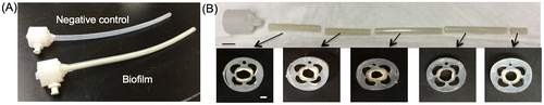 Figure 2. Representative optical images of C. albicans biofilms grown in catheter prototypes compared to a negative control (A). Cross sectional optical images of biofilm growth within the main lumen at different regions along the length of the catheter prototype (B). Scale bars = 1 cm (upper) and 1 mm (lower).