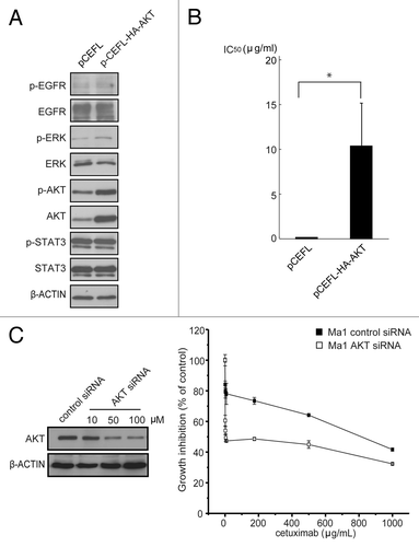 Figure 4. Effect of the modulation of AKT expression on cetuximab sensitivity of NSCLC cell lines. (A) A cetuximab-sensitive cell line (11–18) was transfected with the AKT expression vector (pCEFL-HA-AKT) or a mock control plasmid (pCEFL). After 24 h, the cells were lyzed and subjected to immunoblot analysis with the indicated antibodies. (B) Cells were treated with various concentrations of cetuximab for 72 h and then cell growth was determined by the WST-8 assay. Then, IC50 values of cetuximab were calculated for each cell. Experiments in triplicate were done three times separately and IC50 values from each experiment are combined. Bars indicate SD *p < 0.05 vs. control by Mann-Whitney U test. (C) A cetuximab-resistant cell line (Ma1) was transfected with indicated concentrations of the AKT siRNA or negative control siRNA. Cell lysates were subjected to immunoblotting with the indicated antibodies 48 h after transfection (left panel). For cell growth inhibition assay, 24 h after transfection with 50 μM of AKT siRNA or negative control siRNA, the cells were started incubating with various concentration of cetuximab for 72 h, and then cell viability was determined by the WST-8 assay and plotted as a percentage of that for untreated control cells. Bars are the SD of triplicate cultures. Data are representative of three independent experiments (right panel).