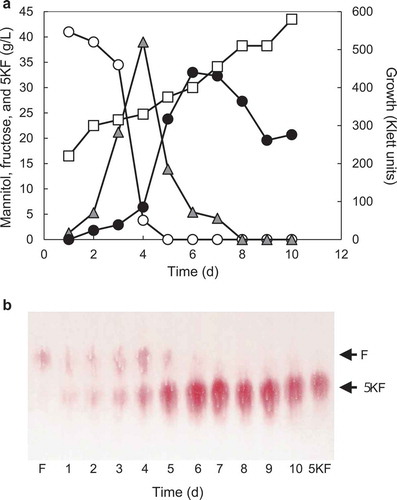 Figure 1. Production of 5-keto-D-fructose during cultivation of G. frateurii CHM 43. (a) The organism was cultured on a medium containing 5% D-mannitol, 0.3% yeast extract (Oriental Yeast Co., Ltd, Tokyo), and 0.3% highpolypepton. The medium (150 mL) was put in an Erlenmeyer flask of 500 mL volume with a sided arm. The cultivation was done at 30°C under shaking at 200 rpm. The bacterial growth (□) was recorded by a Klett Summerson colorimeter through the side arm without taking the cotton stopper off. Incubation was carried out for the period as indicated. D-Mannitol (○) was measured by reading increase of optical density at 340 nm caused by NADPH when assayed with NADP-MLDH. D-Fructose (▲) was measured by two ways [Citation1]: with FDH using potassium ferricyanide as electron acceptor and [Citation2], reduction of D-fructose to D-mannitol by reading decrease of optical density of NADPH at 340 nm. 5KF (●) was measured by reading decrease of optical density of NADPH at 340 nm. The amounts of D-mannitol (○), D-fructose (▲), and 5KF (●) in the culture medium were measured as described in the text. (b) An aliquot of the culture medium was spotted on a thin-layer cellulose plate (TLC cellulose of analytical, Merck KGaA, Darmstadt, Germany) and developed with a solvent of t-butanol: formic acid: water = 4: 1: 1.5. TLC plate was sprayed by a mixture of triphenyltetrazolum chloride (TTC) and KOH. Sugar acids having intramolecular ketone are stained as a deep pink spot with TTC. F and 5KF mean the standard D-fructose and 5-keto-D-fructose, respectively.