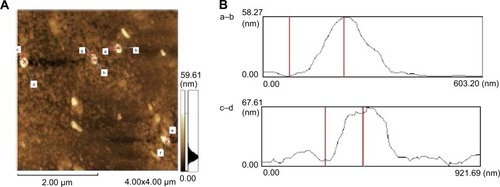 Figure 3 Scanning probe microscopy of noncontact AFM images of the ZnO NPs.Notes: (A) Analysis of individual particle sizes (a–h). (B) a–b size is 58.27 nm and c–d size is 67.61 nm.Abbreviations: AFM, atomic force microscopy; NPs, nanoparticles.