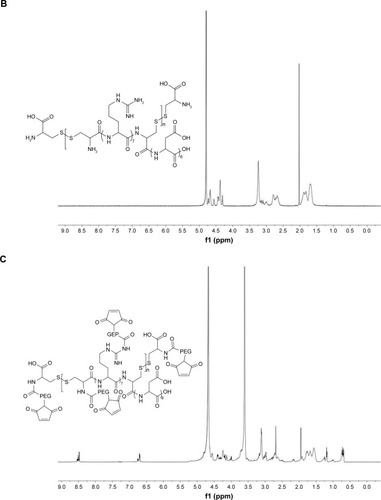 Figure 3 (A) Synthesis of CRD-PEG-T7 and 1H-NMR spectra of (B) CRD, (C) CDR-PEG, and (D) CRD-PEG-T7 in D2O at 600 mHz.Abbreviations: Arg, arginine; Asp, aspartic; CRD, disulfide cross-linked arginine-aspartic acid peptide; CRD-PEG, conjugates of bifunctional PEG and disulfide cross-linked arginine-aspartic acid peptide; CRD-PEG-T7, disulfide bonds cross-linked arginine-aspartic acid peptide modified with peptide T7; Cys, L-cysteine hydrochloride monohydrates.