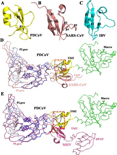 Figure 4. Structural comparison of Ubl2 from three CoV genera. (A) Detailed structure of PDCoV Ubl2 from δ-CoV (yellow). (B) Structure of SARS-CoV PLpro from β-CoV (PDB ID: 2fe8, salmon). (C) Structure of IBV PLpro from γ-CoV (PDB ID: 4×2z, cyan). From A to C, secondary structures (helices, strands and loops) are marked. (D) and (E) Crystal structures of SARS-CoV Ubl2-PLpro (PDB ID: 2fe8, salmon) and MHV DPUP-Ubl2-PLP2 (PDB ID: 4ypt, warm pink) are superimposed over the structure of PDCoV Macro-Ubl2-PLpro (in multiple colours). Macro of PDCoV, the DPUP (domain preceding Ubl2 and PLP2) of MHV and the PLPs from PDCoV and SARS-CoV are shown as ribbons, and MHV, Ubl2 from PDCoV, SARS-CoV and MHV are shown as cartoons. The deviation angles of Ubl2 are within the black lines.