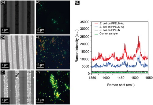 Figure 1. AFM images of PPELN (a) before deposition (PPELN), (b) after Ag deposition (PPELN-Ag), and (c) after Au deposition (PPELN-Au). Ag nanoparticle deposition occurred in the LD regions whereas Au nanoparticle deposition occurred in the RIE regions (i.e., the surface area covered by Ag is larger than that covered by Au). Fluorescence images of E. coli on (d) PPELN, (e) PPELN-Ag, and (f) PPELN-Au. (g) Raman spectra from E. coli on PPELN-Au (red), PPELN-Ag (blue), and PPELN (black), and also from PPELN with media and MRD in the absence of E. coli (Control sample; green).