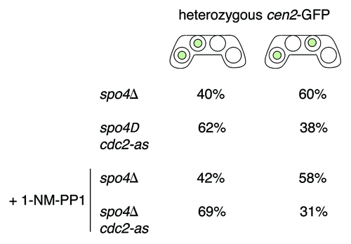 Figure 5. Inactivation of Cdc2-as partially suppresses the mutant phenotype of spo4Δ cells. The h− cen2-GFP strain carrying either a knockout allele of spo4 (spo4Δ) (JG14873) or a knockout allele of spo4 and an analog-sensitive allele of cdc2 (spo4Δ cdc2-as) (JG16848) were crossed to h+ strains of the same genotype but lacking cen2-GFP (JG14872 and JG16858, respectively) and plated on PMG-N plates. After 24–43 h of incubation at 25°C cells were washed with water and incubated in a liquid PMG-N medium with or without inhibitor (5µM 1-NM-PP1) at 25°C for 4–7 h. Cells were stained with Hoechst to visualize DNA and segregation of cen2-GFP was scored in at least 50 asci.