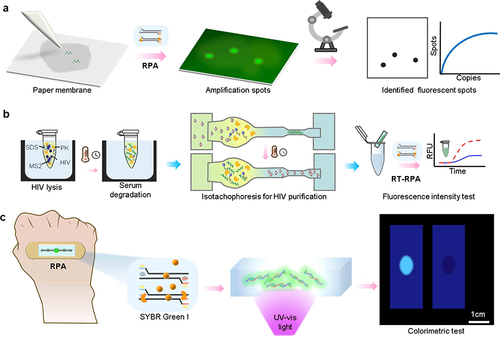 Figure 3 RPA biosensors based on fluorescent signal output mode. (a) Porous membrane paper-based RPA.Citation29 (b) Microfluidic paper-based sotachophoresis RPA.Citation23 (c) A wearable flexible microfluidic RPA device based on SYBR Green I.Citation50