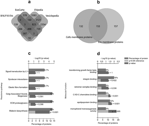 Figure 4. Global characterization of EVs enriched by UF-SEC that were detected by Mass spectrometry and bioinformatic analysis of EV membrane proteins. (a) Venn diagram showing the intersection of EVs released by B16.F10 murine melanoma cells subjected to metabolic stress (1% FBS) with the compendium of proteins detected in other studies involving EV research for the target species (ExoCarta, EVpedia, and Vesiclepedia); B16.F10 EVs = proteomic data from the current study. The diagram was obtained using the FunRich tool (http://www.funrich.org/). (b) Venn diagram showing the intersection of membrane proteins of B16.F10 EVs compared to membrane proteins of parent murine melanoma cells subjected to metabolic stress (1% FBS). Functional enrichment for the most frequently identified (27) membrane proteins from this study by Gene Ontology. Graphs represent the assigned classification of (c) the reactome pathway and (d) molecular function. Data were analyzed and represented using FunRich (http://funrich.org/download) tool.