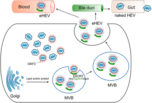 Fig. 3 Schematic representation of the MVB-dependent release of the hepatitis E virus via exosomes.The PXXP motifs in the ORF3 protein interact with components of the cellular ESCRT machinery to facilitate the release of quasi-enveloped viruses into the bloodstream. After encountering bile, the viral envelope is removed and the nonenveloped virus is released via feces and urine