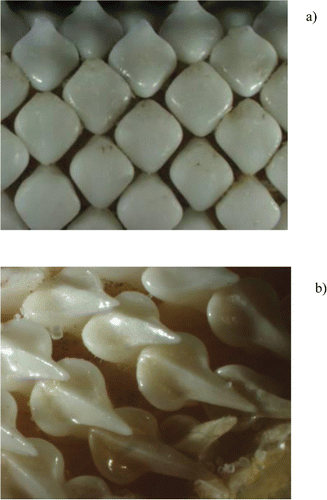 FIGURE 2. Photographs of sexually dimorphic dentition in (a) a mature female and (b) a mature male Barndoor Skate. The mature female measured 121 cm TL and the mature male measured 116 cm TL.