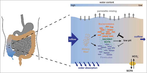 Figure 3. The physiological architecture underlying the growth dependent pH feedback. We show a schematic representation of the interactions occurring in the ascending colon. As nutrients arrive from the small intestine along with fast water flow, both Bacteroidetes and Firmicutes start fermenting these nutrients and producing biomass. In this process, they produce acidic fermentation products (mainly short chain fatty acids, SCFA), which lower the local pH in the colon. This effect is counteracted by dedicated transporters in the epithelium which pump out SCFA in exchange for bicarbonate that acts as buffer, but this effect is increased by water absorption through the colonic epithelium, which concentrates the luminal content. Importantly, low pH affects growth of Bacteroidetes much more strongly than growth of Firmicutes, changing their relative competitive fitness. A change in pH will thus lead to a change in microbiota composition. Figure adapted from.Citation17