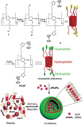 Figure 19 Synthetic route of ferrocenium capped amphiphilic PA[5], Illustration of the formation of cationic vesicles, and their redox-responsive drug/siRNA release.Notes: Reprinted with permission from Chang YC, Yang K, Wei P, et al. Cationic vesicles based on amphiphilic pillar[5]arene capped with ferrocenium: a redox-responsive system for drug/siRNA co-delivery. Angew Chem Int Ed. 2014;53:13126–13130.Citation88; © 2014 WILEY‐VCH Verlag GmbH & Co. KGaA, Weinheim.
