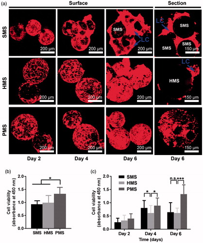 Figure 5. Cell attachments and proliferation on/in PHBVHHx SMSs, HMSs and PMSs, respectively. (a) Laser scanning confocal images of cells cultivated on/in PHBVHHx SMSs, HMSs and PMSs on days 2, 4 and 6, respectively. (b) Cell attachments for 12 h and (c) Cell proliferations for 6 days. n.s.: no significant difference; *p < .05; **p < .001; ***p < .005 (n = 6). LC indicates a large proportion of cells leaving their original positions to expose the microsphere surfaces. The sections of PMSs, SMSs and HMSs loaded with cells were prepared via WEI FOSM.