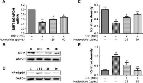 Figure 4 Effects of the nucleosides on (A) mRNA, (B) Western blot, and (C) quantity of SIRT1, as well as (D) Western blot and (E) quantity of NF-κB/p65 in CSE-induced RAW264.7 cells.