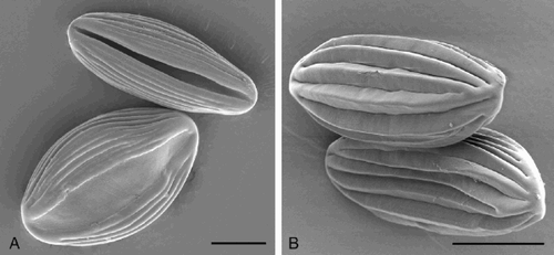 Fig. 2. Polyplicate pollen grains of the Gnetales (SEM): (A) Welwitschia mirabilis Hook. f. Pollen grains of Welwitschia are monoaperturate with a distinct sulcus; (B) Ephedra altissima Desf. Ephedra grains are inaperturate. Scale bar – 15 μm.