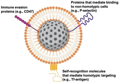 Scheme 2. Cell-derived membranes include distinct molecules that facilitate immune evasion, enable binding to non-homotypic cells or promote binding to homotypic cells. Together, these features enhance the tumor accumulation of MWNPs. Created with BioRender.com.