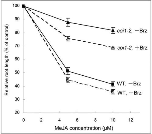 Figure 1 Effect of Brz on JA inhibition of root growth. Brz increased JA inhibition of root growth in both coi1-2 and wild type (WT). Root length of 7-day-old seedlings grown in MS medium containing 0, 5 and 10 μM MeJA without (−) or with (+) 0.5 μM Brz was expressed as a percentage of root length in MS without (−) or with (+) 0.5 µM Brz. Error bars represent SE (n > 30).