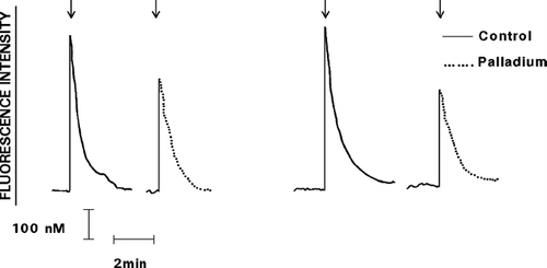 FIG. 2 Effect of exposure to Pd2 + (25 μ M) on the Ca2 +-mobilizing interactions of IL-8 with neutrophils is shown as the fura-2 fluorescence traces of 2 representative experiments (5 in the series). The responses of the cells exposed to untreated, or to Pd2 +-treated IL-8 (added as denoted by the arrow ↓) are shown on the left and right sides of each pair of traces, respectively.