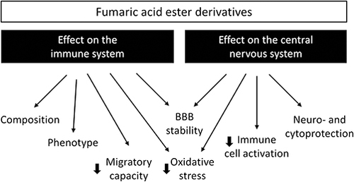 Figure 2 Presumed effect of MMF/DMF/DRF on immune cells and within the central nervous system.