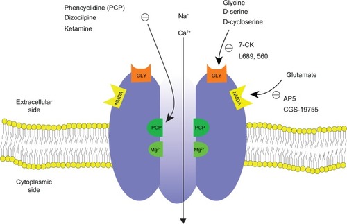 Figure 1 Schematic diagram of NMDA receptor complex. The NMDA receptor is an ionotropic glutamate receptor for controlling synaptic plasticity and memory function.Citation47,Citation49 Glutamate (and NMDA) binds to the agonist site on the NMDA receptors. PCP, ketamine, and dizocilpine bind to the PCP receptor in the inside of the NMDA receptors. Glycine and D-serine bind to a glycine modulatory site on the NMDA receptors. The NMDA receptor is blocked by Mg2+ in a voltage sensitive manner. Activation of NMDA receptor by binding of both glutamate and glycine results in the opening of the channel. This allows voltage-dependent flow of Na+ and small amounts of Ca2+ ions into the cell and K+ out of the cell. The symbol (−) denotes inhibitory effect.