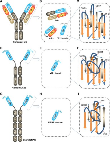 Figure 1 Schematic representations of intact antibodies, including canonical antibodies (IgG1) and heavy-chain antibodies in camels (HCAbs) and sharks (IgNARs), and intact antibody-derived fragments.Notes: (A) Intact canonical antibodies (IgG1) comprising two light chains (VL and CL domains) and two heavy chains (comprising VH, CH1, hinge, and CH2 and CH3 domains). (B) Canonical antibody-derived fragments: Fabs, scFvs, and VH domains. (C) The structure and packing of VH domain from canonical antibodies IgG1. (D) Intact HCAbs in camelids, comprising homodimeric heavy chains (containing VHH and CH2 and CH3 domains), devoid of light chains in intact antibodies and lack of CH1 domains in heavy chains. (E) Camel HCAb-derived single-domain antibodies: VHH. (F) The structure and packing of VHH from camel HCAbs. (G) Intact IgNARs in sharks, comprising homodimeric heavy chains (containing V-NAR and C1–C5 domains), devoid of light chains in antibodies. (H) Shark IgNAR-derived single-domain antibodies: V-NAR. (I) The structure and packing of V-NAR from shark IgNARs.Abbreviations: CDRs, complementarity-determining regions; CH, constant heavy chain; CL, constant light chain; Fabs, antigen-binding fragments; HCAbs, heavy-chain-only antibodies; HV, hypervariable; Ig, immunoglobulin; IgNARs, Ig new antigen receptors; scFvs, single-chain variable fragments; VH, variable heavy chain; VHH, variable domain of HCAbs in camelids; VL, variable light chain; V-NAR, variable domain of IgNARs in sharks.