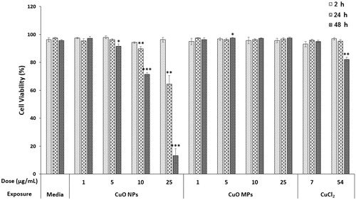 Figure 2. Trypan Blue exclusion assay results. FE1 cell viability following 2–48 h exposure to media control, CuO NPs, CuO MPs, or CuCl2. Error bars represent standard error. Significant differences between each treatment group and media control at respective timepoints were determined using a Students’ t-test (n = 4). *p < 0.05; **p < 0.01; ***p < 0.001.