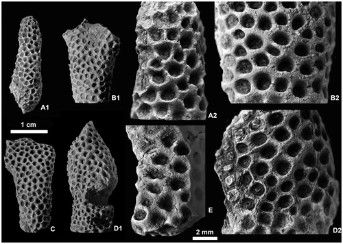 Figure 15. Thamnopora sp. View of exterior of branches and detailed morphology of the calices. A1–A2. LPB 19369. B. LPB 19373. C. LPB 19370. D. LPB 19371. E. LPB 19374. Enlargement of calices showing rounded ventral lips (A2), septal ridges (open arrow) and median tooth (B2, E), pseudopercula and septal ridges (D).