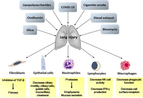Figure 2 The pharmacological function of thymoquinone (TQ) as an anti-inflammatory agent in the prevention of lung disease.