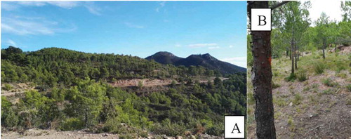 Figure 1. Study area location: (a) Panoramic view of the sample stand, (b) tree distancing in the sample stand.