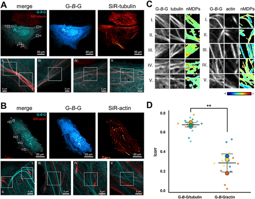 Figure 2 Filamental G-B-G structures correlate with SiR-tubulin signal. Representative live-cell images of G-B-G expressing Huh KO cells stained with (A) SiR-tubulin or (B) SiR-actin. Bottom panels show magnifications around five selected ROIs per cell. (C) Grey-scale images of the ROIs depicted in (A) and (B) highlighting the distribution pattern of G-B-G and tubulin (left) or actin (right). The corresponding colocalization colormaps (nMDPs, 40x40 pixel) show the spatial correlation between the two fluorescent signals (mTagBFP2 and SiR), with hot colors indicating colocalization and cold color indicating separation (n=3; refer to Fig. S3 for replicates). (D) Graphical representation of the corresponding Icorr values representing the fraction of positively correlated pixels for G-B-G and tubulin or actin. Values are plotted both for each ROI (small dots; Icorrs of the same cell have the same color) and as mean Icorr for all ROIs of a single cell (large dots). From the latter the overall Icorr mean and SD for G-B-G and tubulin (0.68 ± 0.02) and G-B-G and actin (0.29 ± 0.09) were calculated. ** P=0.0021; unpaired t-test.