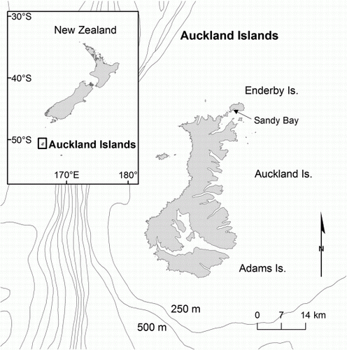 Figure 1  Sandy Bay study site, Enderby Island, Auckland Islands, New Zealand (50°30′S, 166°17′E).