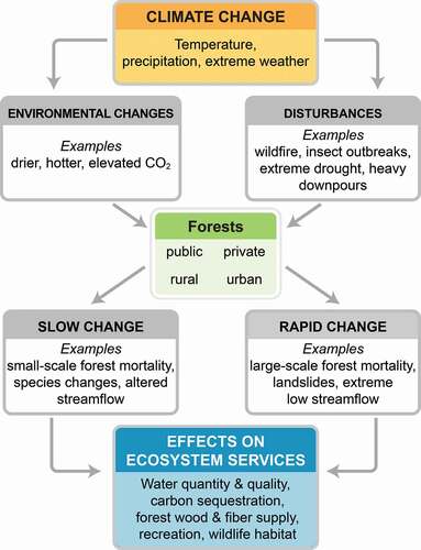 Figure 5. Figure from NCA4 depicts how many factors in the biophysical environment interact with climate change to influence forest productivity, structure, and function, ultimately affecting the ecosystem services that forests provide to people in the United States and globally. Sources: Vose et al. Citation2018, U.S. Forest Service