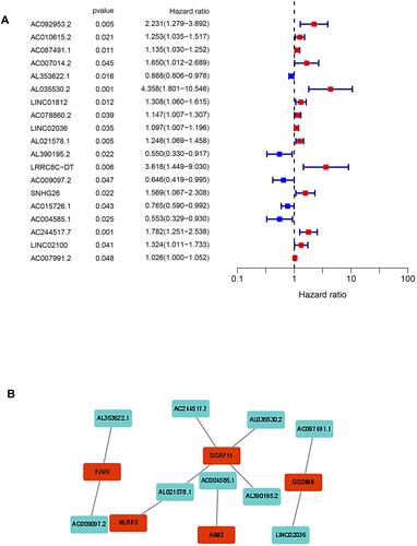 Figure 1 (A) Univariate cox regression analysis for each ferroptosis-related lncRNA. (B) The regulatory network for a multivariate cox regression analysis of pyroptosis-related lncRNAs and related genes.
