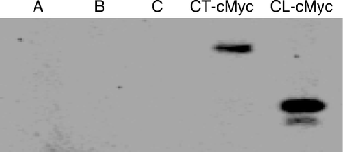 Figure 6.  Immunoprecipitation of Cx43-CT-cMyc and Cx43-CL-cMyc fusion products with anti-β-tubulin antibodies. Polyacrylamide gel electrophoresis was performed to separate proteins, followed by probing with anti-cMyc antibodies. Controls are shown in lanes A (PCS2 vector–transfected HeLa cell lysate, immunoprecipitated with anti-β-tubulin), B (PCS2 vector containing CT-cMyc-transfected HeLa cell lysate, not exposed to anti-β-tubulin), and C (PCS2 vector–containing CL-cMyc-transfected HeLa cell lysate, not exposed to anti-β-tubulin).