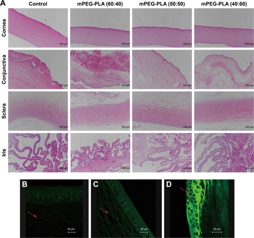 Figure 8 (A) Histology of cornea, conjunctiva, sclera, and iris after instilling mPEG-PLA micelles with different weight ratios at 3 weeks. Sections were embedded in paraffin and stained with H&E. Scale bars represent 100 µm. Confocal fluorescence images of the rabbit eye after 2 hours of instillation of (B) fluorescein solution, (C) fluorescein polymeric micelles, and (D) fluorescein polymeric micelles with 0.25% EDTA. Scale bars represent 20 µm. Arrows indicate the cells.Abbreviations: mPEG, methoxy poly(ethylene glycol); PLA, poly(lactide).