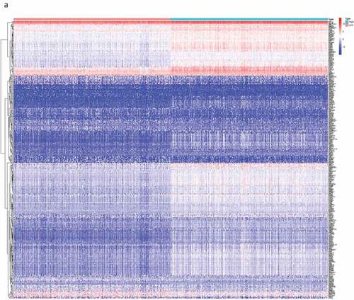 Figure 2. The DEGs between high and low stromal/immune score groups and the overlapping genes related to both stromal and immune score. The heatmap shows the DEGs between the high immune score group and the low immune score group (a). The DEGs between the high stromal score group and the low stromal score group (b). The color indicates the fold change of gene expression; the greater the change is, the darker the color (red is up, blue is down). The Venn diagram shows the upregulated genes related to both immune score and stromal score (c). Downregulated genes related to both immune score and stromal score (d). DEGs: differentially expressed genes