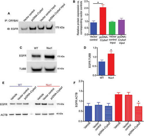 Figure 4. An increased level of EGFR in Nuc1 astrocytes. (A,B) To detect EGFR and CRYBA1 association, Cryba1 was overexpressed in WT astrocytes by transfecting with pcDNA-Cryba1 for 48 h. Non-targeted pcDNA was used as vector control. Co-immunoprecipitation followed by immunoblotting on lysates from cultured astrocytes showed increased association of CRYBA1 with EGFR in cells transfected with the overexpression vector relative to vector control group. No significant change was observed among the input controls. (C,D) An increased level of EGFR was clearly visible in Nuc1 cells relative to WT. TUBB was used as loading control. (E,F) The level of EGFR was diminished in Nuc1 cells, but not in WT astrocytes, when Cryba1 (pcDNA-Cryba1) was overexpressed. Empty vector had no effect. ACTB was used as loading control. Values are plotted as mean ± SEM from 3 independent experiments repeated in triplicate. * P < 0.05; NS = not significant.