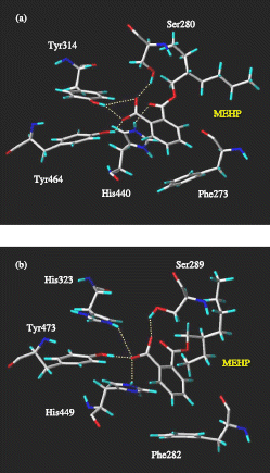 Figure 5 Docking of MEHP into PPARα (a) and PPARγ (b) (hydrogen bonds are rendered as dashed yellow lines).