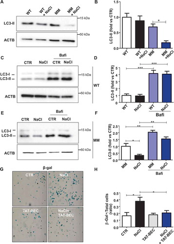 Figure 8. Autophagy was downregulated in endothelial progenitor cells (EPCs) derived from human subjects carrying the rs11237379/NDUFC2 variant. (A-B) Representative western blots and corresponding densitometric analyses of LC3 in EPCs exposed to 20 mM sodium chloride (NaCl) for 72 h (n = 5). (C-F) Evaluation of autophagic flux in EPCs treated with NaCl and exposed to bafilomycin A1 (bafi) for the last 4 h of the treatment. Representative western blot and corresponding densitometric analyses of LC3 in EPCs of WT subjects are shown (C-D, n = 3). Representative western blot and corresponding densitometric analyses of LC3 in EPCs of MM subjects are also shown (E-F, n = 3). (G-H) Cell senescence experiments: representative images of β- galactosidase (β- gal)-positive EPCs of MM subjects exposed for 72 h to 20 mM NaCl either in the presence or in the absence of 1 µM Tat-Beclin 1 (G, TAT-BEC). Corresponding quantification of β-gal-positive cells (H). WT indicates subjects not carrying the variant; MM indicates subjects homozygous for the T rs11237379/NDUFC2 variant. Results are presented as mean values ± SEM. Statistical significance by ANOVA followed by Bonferroni’s posthoc test; *p < 0.05 **p < 0.001 ***p < 0.0001 for the indicated comparisons.