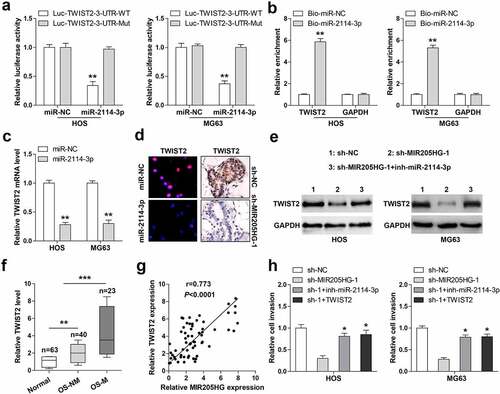 Figure 4. MIR205HG elevates TWIST2 via miR-2114-3p. (a). Luciferase reporter assay detecting the binding of miR-2114-3p on TWIST2 3`-UTR. (b). RNA pull-down assay using biotin-labeled miR-2114-3p probe, followed by qRT-PCR analysis of relative enrichment. (c). qRT-PCR analysis of TWIST2 mRNA level in miR-2114-3p-overexpressed OS cells. (d). IF and IHC assays testing TWIST2 protein level in miR-2114-3p-overexpressed OS cells and metastatic lung tissues. (e). Western blot assay testing TWIST2 protein level in stable MIR205HG-silenced OS cells transfected with miR-2114-3p inhibitors. (f). qRT-PCR analysis of TWIST2 mRNA level in normal and OS tissues. (g). The correlation between MIR205HG and TWIST2 in OS tissues. (h). Transwell assay testing cell invasion in stable MIR205HG-silenced OS cells transfected with miR-2114-3p inhibitors or TWIST2-overexpressed vector. *P< 0.05, **P< 0.01, ***P< 0.001