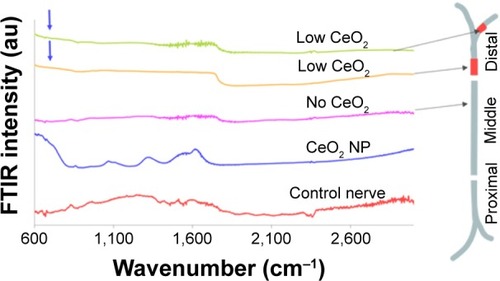 Figure 3 FTIR traces from different regions of CeO2-treated sciatic nerve of the frog.Notes: Arrows indicate CeO2 presence compared to control (CeO2 NP). Peaks approximately 1,640 cm−1 are attributed to the ν2′ band of the hydrogen bond of water.Abbreviations: FTIR, Fourier transform infrared microscopy; NP, nanoparticle.