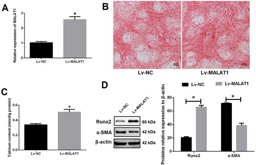 Figure 3. Up-regulation of MALAT1 promoted VSMCs calcification. (A) qRT-PCR showed that the expression of MALAT1 was significantly up-regulated after Lv-MALAT1 transfection; (B) Alizarin red S staining indicated more mineralized nodules in the Lv-MALAT1 group; (C) calcium assay demonstrated higher calcium content in the Lv-MALAT1 group; (D) Western blot demonstrated higher expression of Runx2 and lower expression of α-SMA in the Lv-MALAT1 group. MALAT1: metastasis-associated lung adenocarcinoma transcript 1; VSMCs: vascular smooth muscle cells; qRT-PCR: quantitative reverse transcription PCR; Lv-NC: negative control lentivirus; Lv-MALAT1: MALAT1 lentivirus; Runx2: runt-related transcription factor 2; α-SMA: alpha smooth muscle actin. N = 3. At least two independent experiments were performed. *p < 0.05 vs. the Lv-NC group.