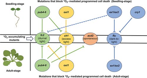 Figure 3. Differential effects on programmed cell death by mutations that block singlet oxygen-signaling. A model summarizing the differential effects on programmed cell death (PCD) by mutations known to block singlet oxygen 1O2)-signaling in Arabidopsis thaliana. Circles in the center row represent four 1O2 accumulating mutants and conditions in which 1O2-induced PCD can occur: plastid ferrochelatase 2 (fc2) (green) (diurnal light), chlorina (ch1) (yellow) (excess light), accelerated cell death 2 (acd2) (orange) (spontaneous), and fluorescent in blue light (flu) (blue) (dark-to-light). Circles on the top and bottom rows represent secondary mutations (pub4–6, oxi1, ex1/ex2, cry1) and their ability to block 1O2 signaling (PCD) in the seedling (top) and adult stages (bottom). Circles sharing the same color as the 1O2 accumulating mutants indicate the mutant background in which these signaling mutants were first discovered. Solid lines and dashed lines indicate direct and indirect suppression of 1O2 signaling, respectively (ex1 ex2 was shown to indirectly block PCD in fc2 seedlings by reducing 1O2 levels.Citation27