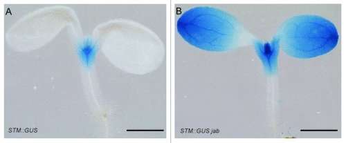 Figure 1.STM::GUS expression in 3-d-old seedlings. (A) GUS signal was detected in and around the SAM. (B) In the jab mutant the GUS signal was increased and expanded to the cotelydons. Scale bars in (A) and (B) 1 mm.