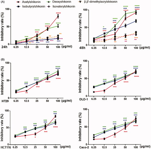 Figure 3. Effects of shikonin derivatives on the cell inhibitory of human colonic cancer cell lines in vitro. (A) Shikonin derivatives (0, 6.25, 12.5, 25, 50 and 100 μg/mL) inhibited the growth of HT29 cells for 24 or 48 h, and the cells inhibitory was assessed by MTT assay; (B) Caco-2, HCT116, DLD-1 and HT29 cells were treated with acetylshikonin, isobutyrylshikonin and deoxyshikonin at different concentrations (0, 6.25, 12.5, 25, 50 and 100 μg/mL) for 48 h, followed by analysis with CCK-8 assay. Results were obtained from three independent experiments, and the dots represent mean ± SD.